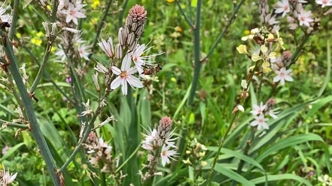 Bee pushing other bee away from asphodel flower Stock Footage 308865983