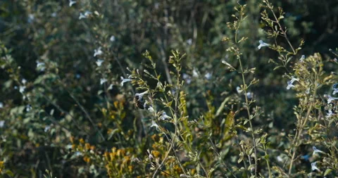 The bee is put in flower 스톡 동영상 143363030