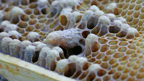 Bee queen cells on bee honeycombs 스톡 동영상 123580220