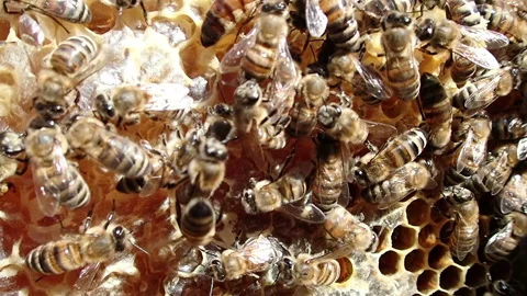 Bee queen crawl between bees Stock Footage 171371136