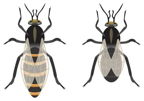 Bee queen drone vector drawing bee master kingdom useful insect produce honey Stock Illustration