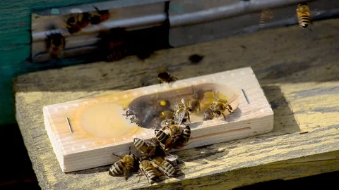 The bee-queen. Stock Footage 77974420