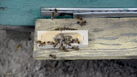 The bee-queen. Stock Footage 77974931