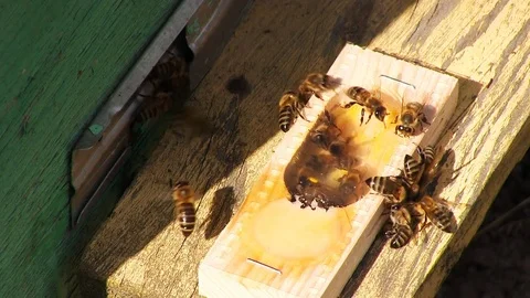The bee-queen. Stock Footage 79274561