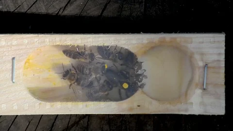 The bee-queen. Stock Footage 80215999