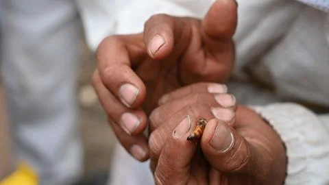 Bee queen on hand of beekeeper. Stock Photos