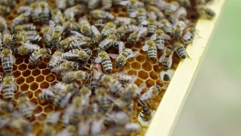 Bee Queen Surrounded by Honey Bees Stock Footage 79404914