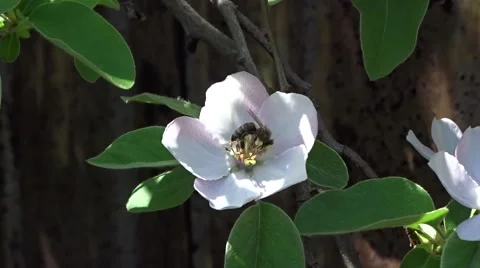 Bee on a quince flower Stock Footage 49821721
