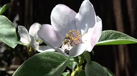 Bee on a quince flower Stock Footage 49821807