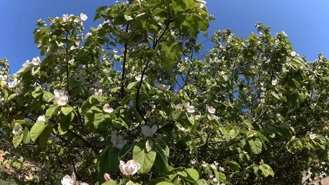 Bee in Quince flower Stockbeeldmateriaal 109533804