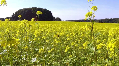 Bee on rapeseed field. Stock Footage 33719826