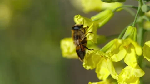 Bee on rapeseed flower Stock Footage 188549131