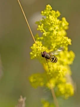 Bee on Rapeseed Stock Photos
