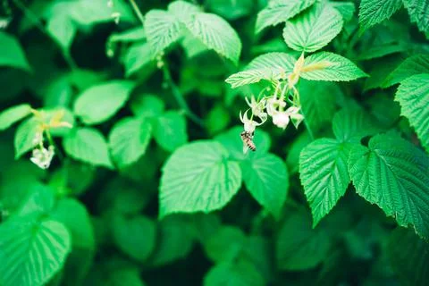 Bee on a raspberry flower. Pollination of raspberry by bees. selective focus Foto stock
