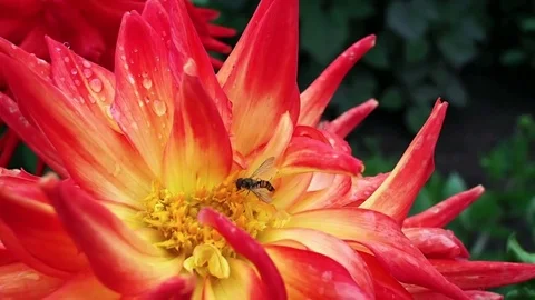 Bee on a red and yellow flower Stock Footage 81970001