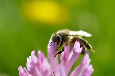 Bee on a red clover flower close up, macro Stock Photos