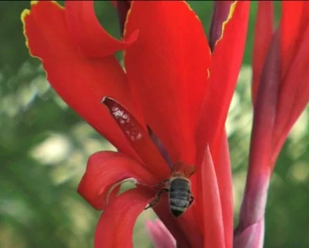 Bee on the red flower 01 Video stock 82666