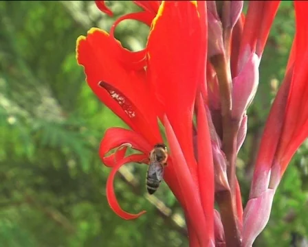 Bee on the red flower 02 Video stock 82667