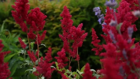 Bee on the red flower 2 Stock Footage 77509632