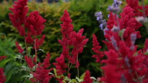Bee on the red flower 3 Stock Footage 77509630