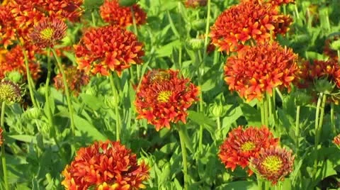 Bee In Red Flower Field Stock Footage 10678170