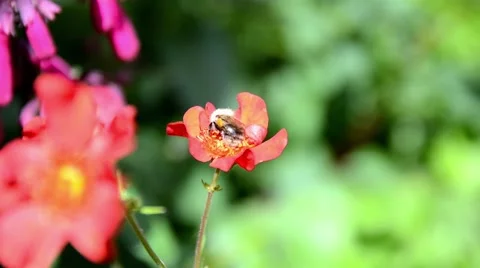 Bee on a red Flower Stock-Footage 51540131