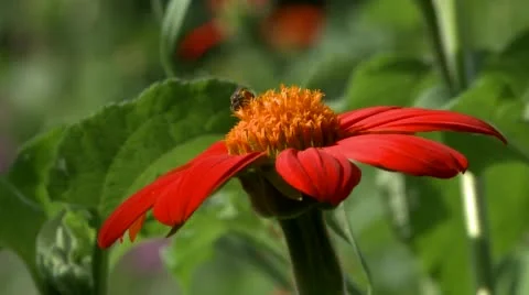 Bee on red flower Stock Footage 52256220