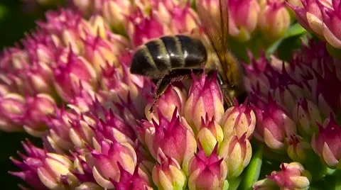 Bee on a red flower Stock Footage 55187353