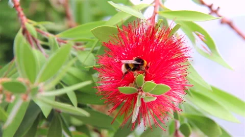 A bee on a red flower Video stock 62469056