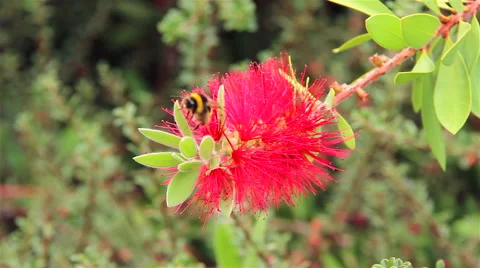 A bee on a red flower Stock Footage 62551784