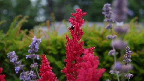 Bee on the red flower Stock Footage 77509635