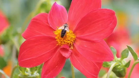 Bee on a red flower 库存影片 80488919