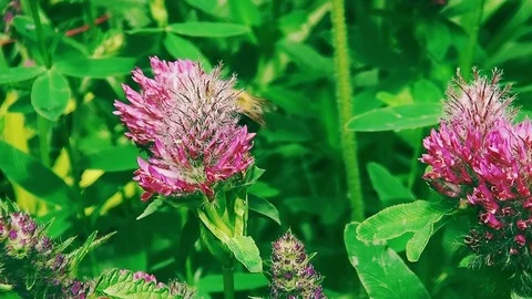 Bee on red flower Video stock 96189292