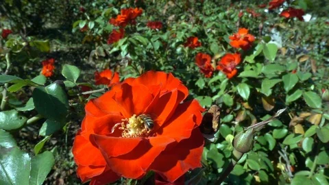 Bee on a Red Flower Stock Footage 100198264