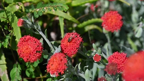 Bee on a red flower Stock Footage 335561871