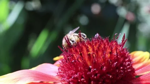 Bee on a red flower. 스톡 동영상 337054908