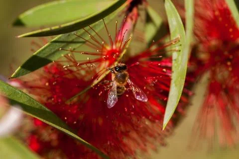 Bee on the red flower Stock Photos