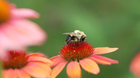 Bee on red flower slow motion Stock Footage 92669537