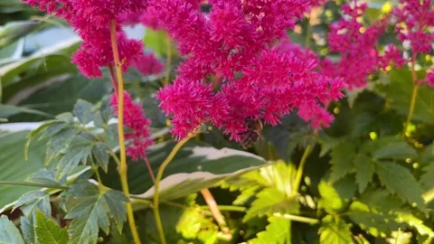 A bee on the red flowers of astilba Stock Footage 269138819