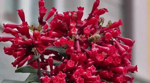 Bee On Red Flowers Stock Footage 30118191