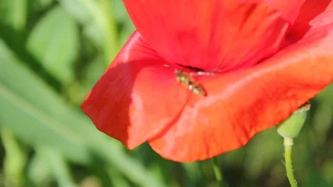 Bee on red poppies, summer close up Stock Footage 112074917