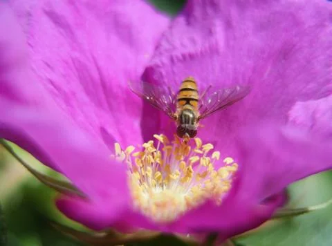 Bee on red rose Stock Photos