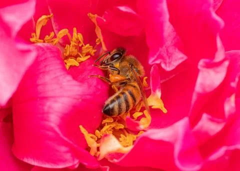 Bee On Red Rose 写真素材