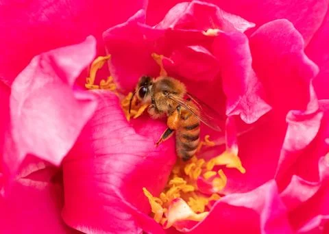 Bee On Red Rose Stock Photos