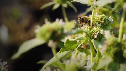 Bee Resting On Flower Stock Footage 253910861