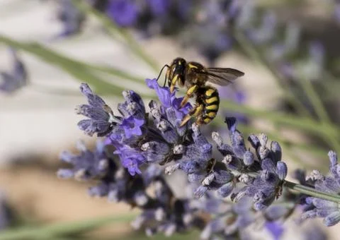 Bee resting on a flower Stock Photos