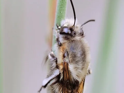 Bee resting on flower stalk Stock Footage 74800654