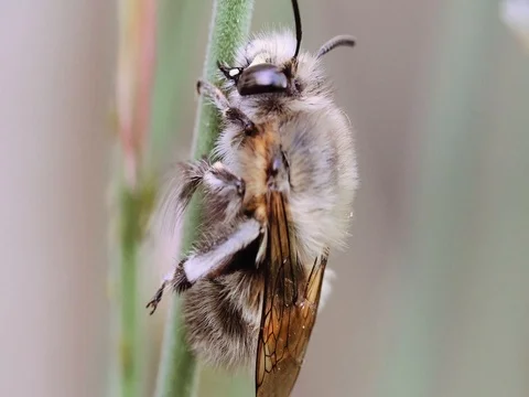 Bee resting on flower stem Stock Footage 74801190