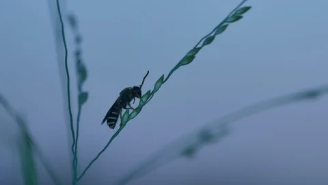 Bee is resting on grass shoot Video stock 106403745