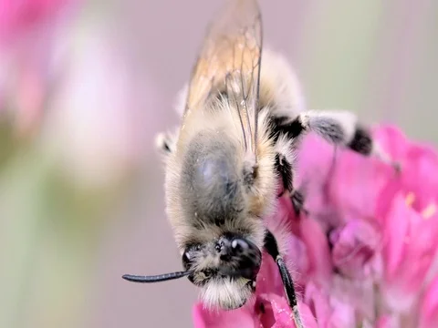 Bee resting on pink flower Stock Footage 74803889